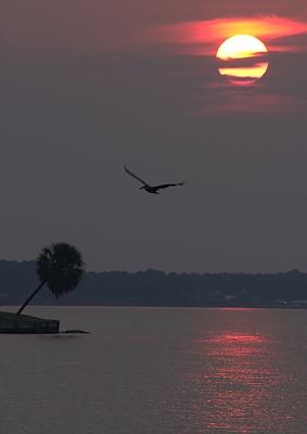 Sunset pelican 4.jpg