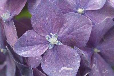 Hydrangea Wet.jpg