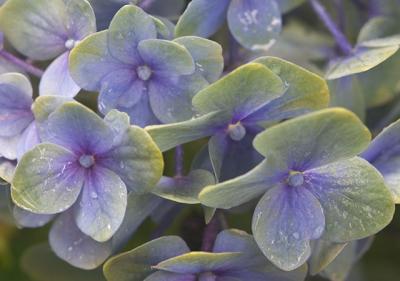 Hydrangea Wet Old.jpg