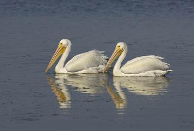White Pelicans Two.jpg
