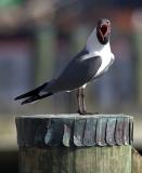 Laughing Gull 3.jpg