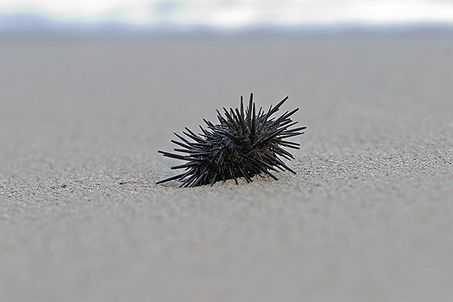 Sea Urchin II