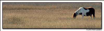 Wild Pony - Chincoteague Island