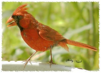 red cardinal in A.M.jpg