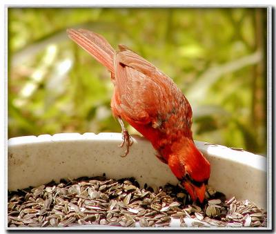 Male cardinal at my feeder.jpg
