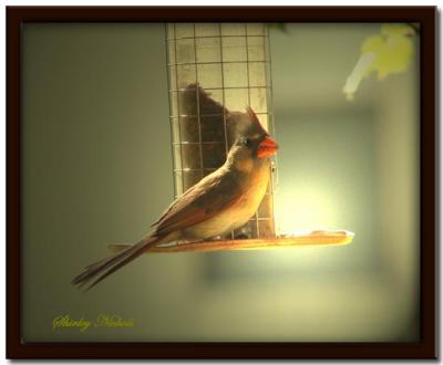 Young female cardinal in glow of sundown.jpg