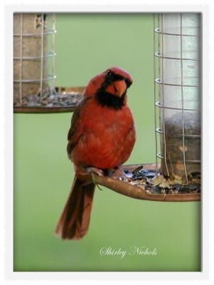 Male cardinal with a full tummyl.jpg