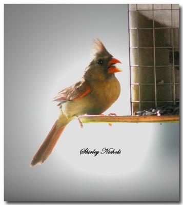 ditto-female cardinal.jpg
