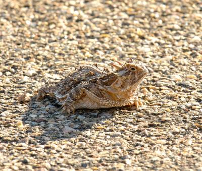 Horned Toad - these guys have just about become extinct