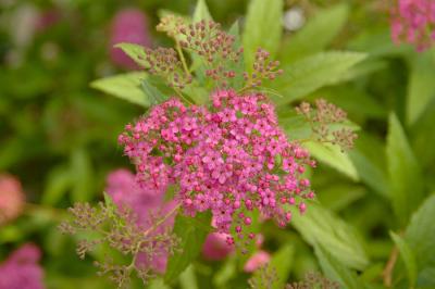 Spirea