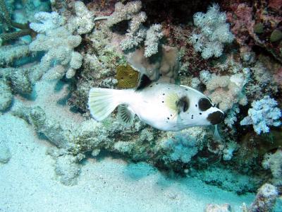 Puffer Fish