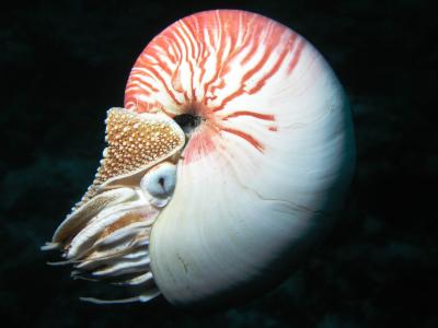 Diving the Great Barrier Reef V2