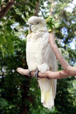 Cockatoo