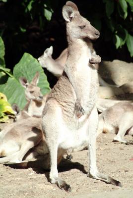 Got an Itch