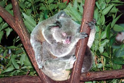 Koala Mom & Babies
