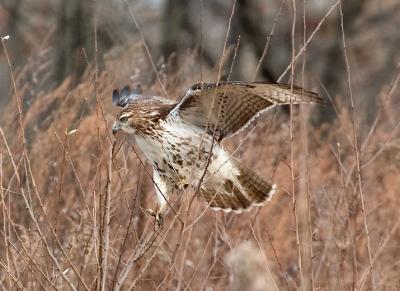 Juvenile Red-tailed Hawk-In-Brush