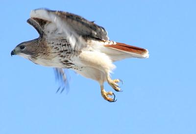 Adult Red-tailed Hawk take-off