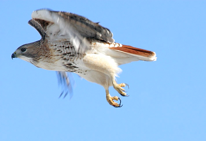 Adult Red-tailed Hawk take-off