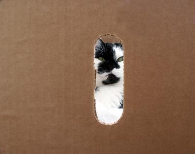 cat in a box!
