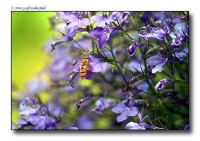 Hoverfly on flowers 2.jpg