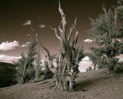 u38/brode2/medium/25295597.Infrared28x10.jpg