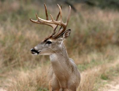 deer 7.jpg