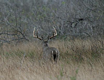u38/bruce_j/medium/24929208.deer11.jpg