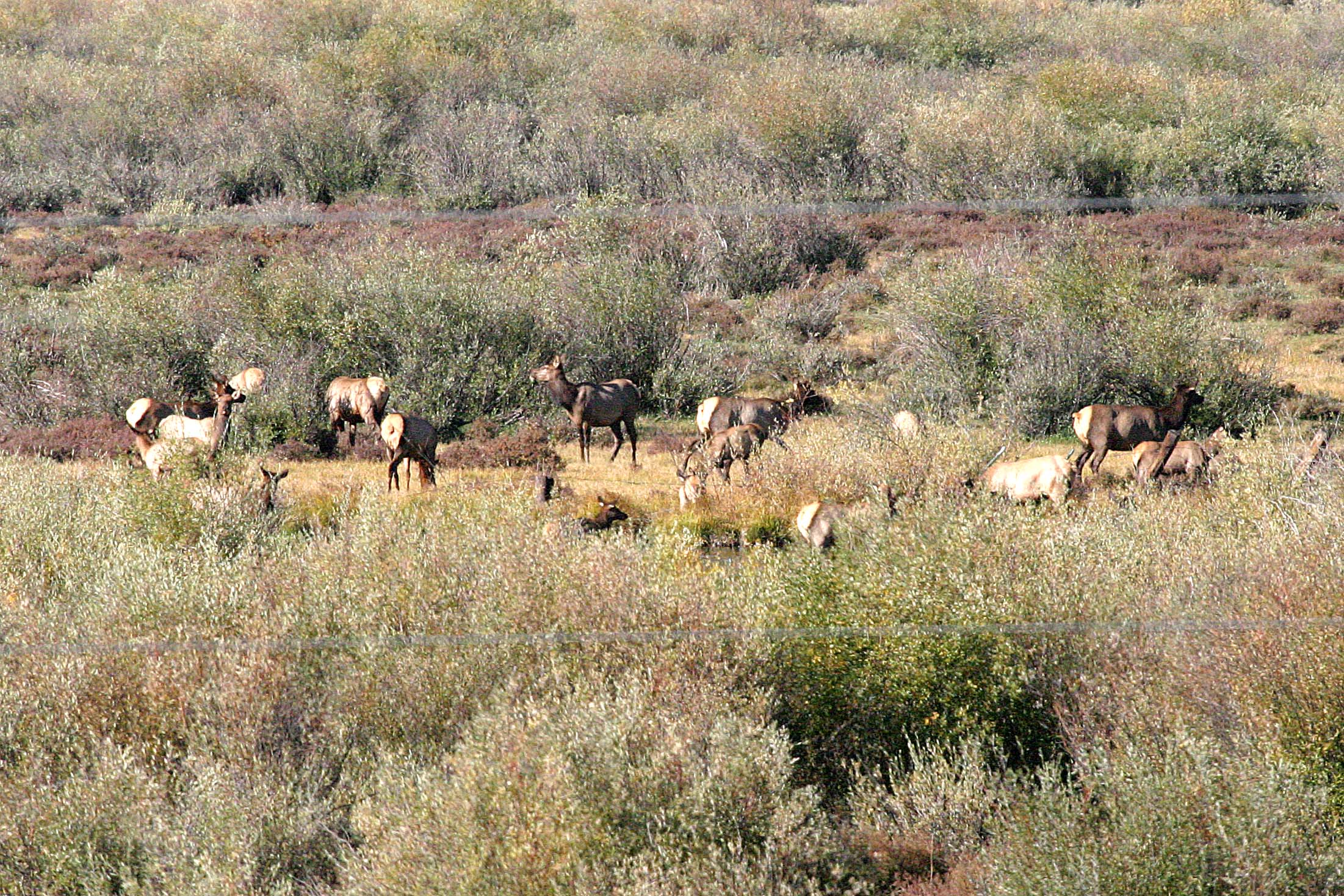 Elk in the back field