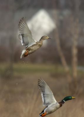 u38/brucej/medium/40246850.duck_fly4.jpg