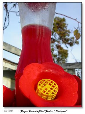 Frozen Hummingbird Feeder