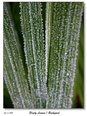 Frosty Leaves