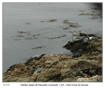 Harbor Seals taking it easy