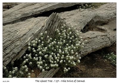Flowers at Ghost Tree