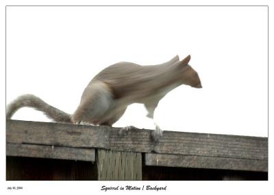 Squirrel in Motion