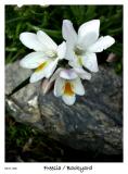 Freesia blossoming in the yard