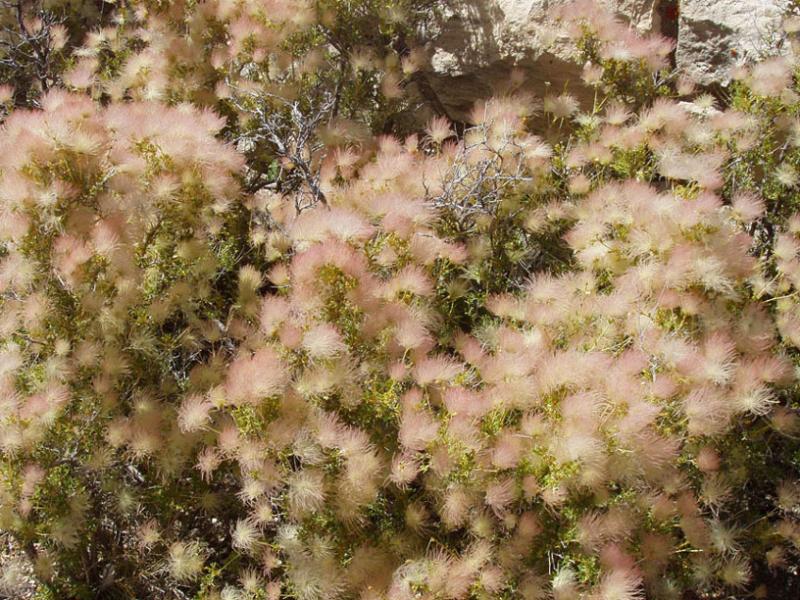 fuzzy blossoms