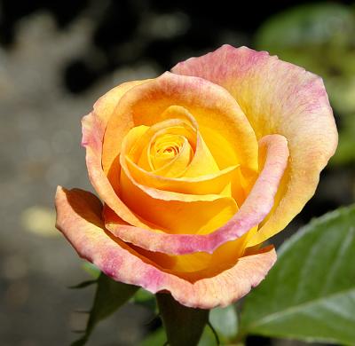 SF flowers.jpg
