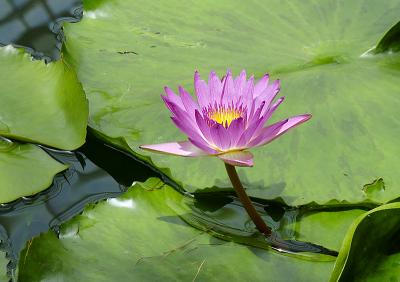 Water lily sf conservatory.jpg