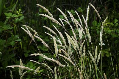 Weeds.jpg