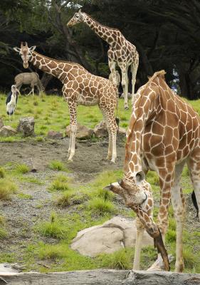 giraffes sf zoo.jpg