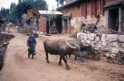 u38/btwieg/medium/32004936.chinawaterbuffalo.jpg