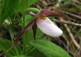 Ladyslipper