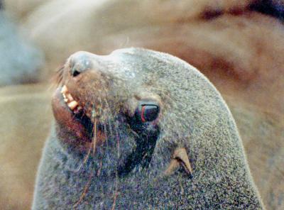 furseal 2