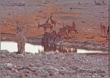 Etosha 4