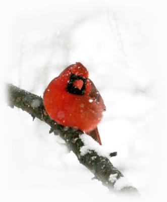 cardinal in the white stuff....