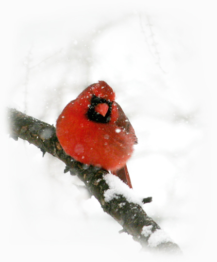 cardinal in the white stuff....