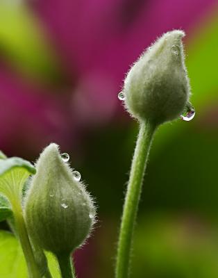 Clematis Buds