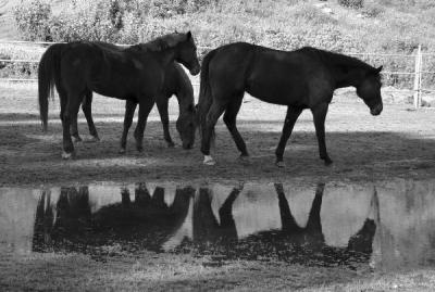 Reflections - Three Horses
