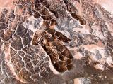 Mud Pots Torso