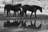 Reflections - Three Horses
